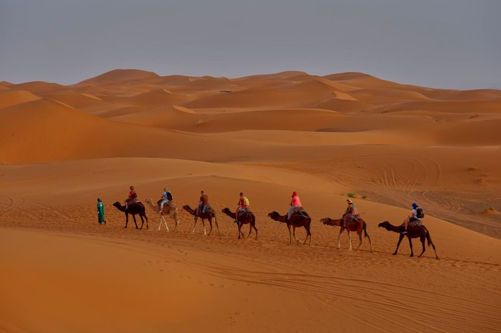 Camels in a Desert