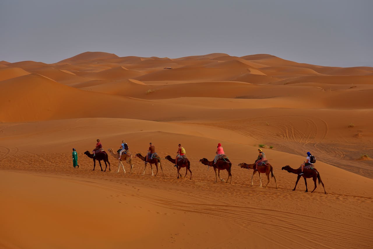 Camels in a Desert