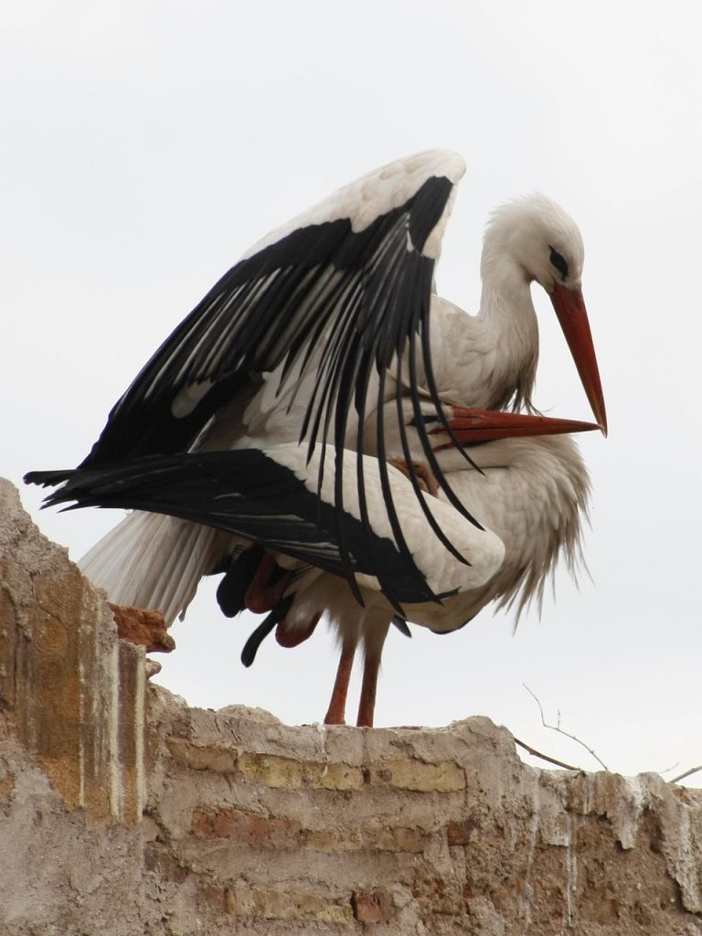 storks, marrakech